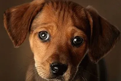 brown puppy buzzfeed