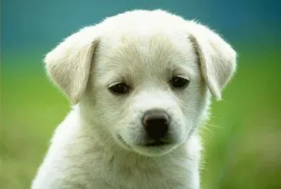cachorritos