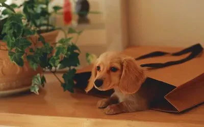 perrito