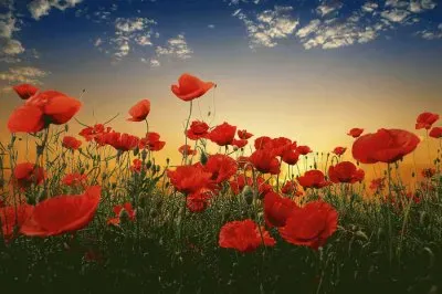 Flowers in the Field jigsaw puzzle