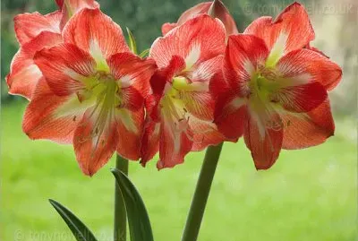 Amaryllis