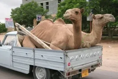 Camel transportation
