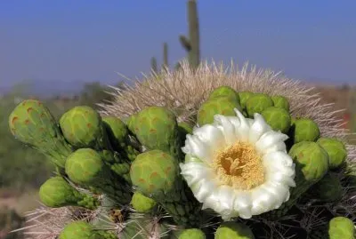 Saguaro Flower  Arizona
