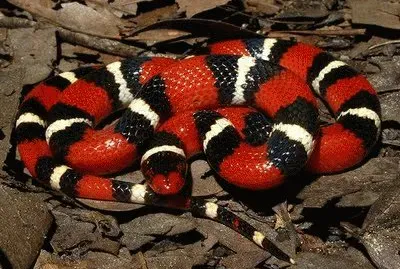 serpente corallo