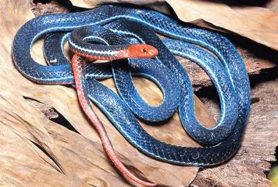 serpente corallo blu