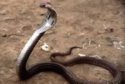 cobra