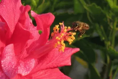 פאזל של èŠ±