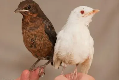 White and Brown Wackybirds