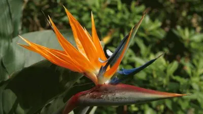 Bird of Paradise  ( Estrelicia )