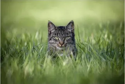 Gato na Relva