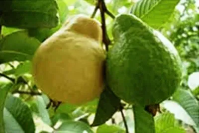 Goiaba