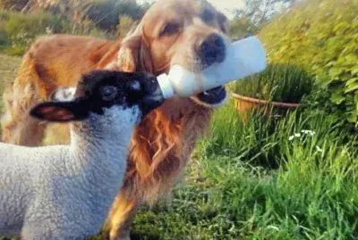 animais