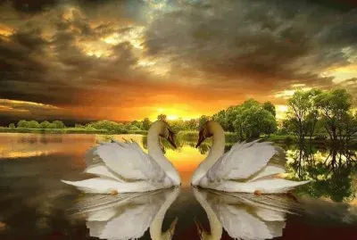 cisne