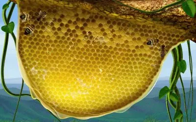 Honeycomb
