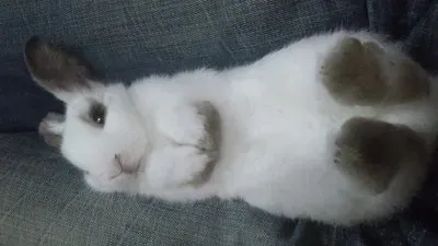 å…”å…”ç…§ç‰‡