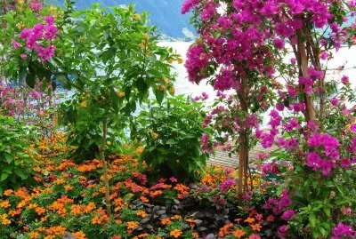 Flowers along Lake Geneva