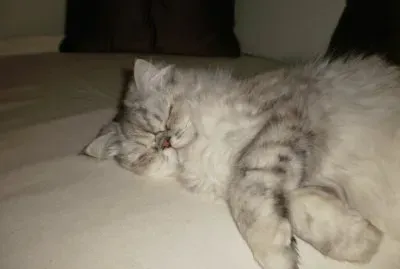chat