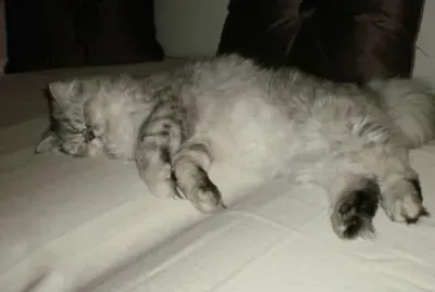 chat