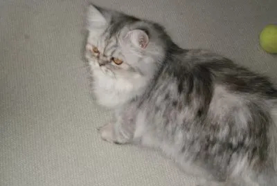 chat