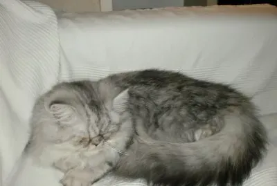 chat