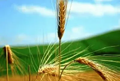 PÃ©s de Trigo