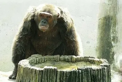 El gorila