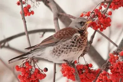 pÃ¡jaro en la nieves jigsaw puzzle