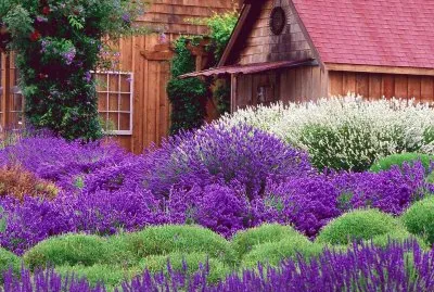 Barn and Lavender