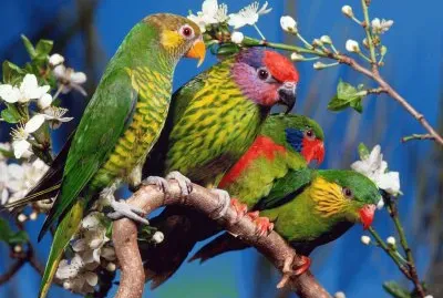 Coloured Parrots