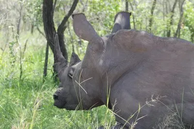 Rhino in Kruger 1