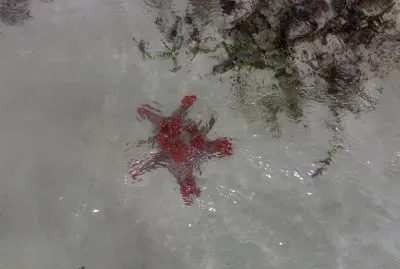 rep dominicana stella