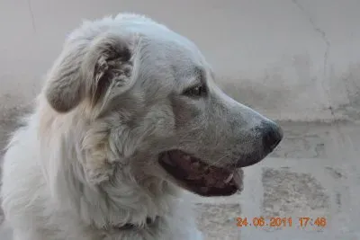 פאזל של Athos