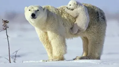 Please Mom give me a lift