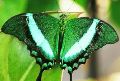 Mariposa 1