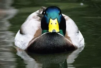 pato