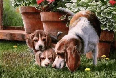 cÃ£es