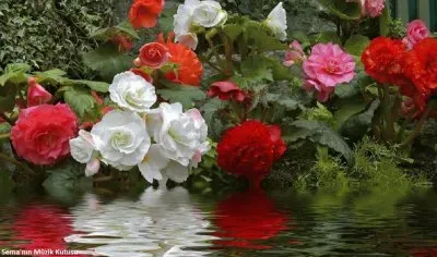 פאזל של flor