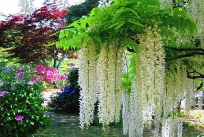 פאזל של flores