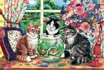 gatos