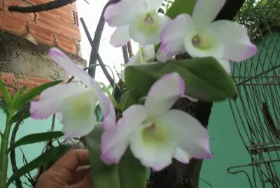 OrquÃ­dea