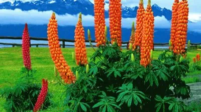 Flowers in Argentina