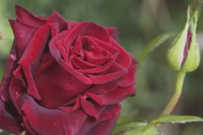 פאזל של Rose