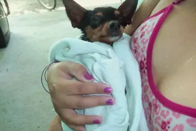 Pitty apÃ³s o banho