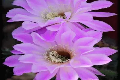 flores