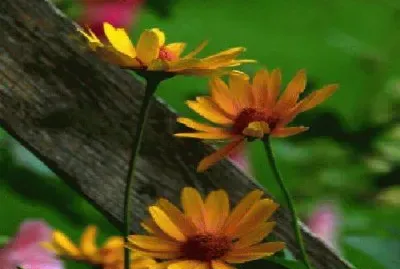 flores