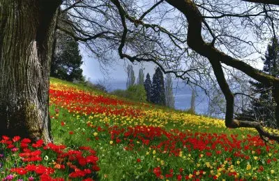 פאזל של A day for a Walk