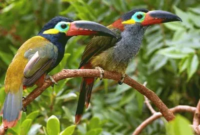 Toucans in Guyana
