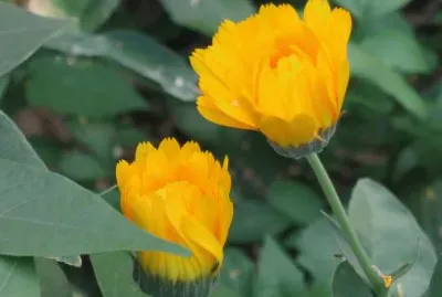 פאזל של èŠ±