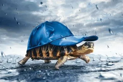 Tortoise in the Rain