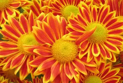 èŠ±